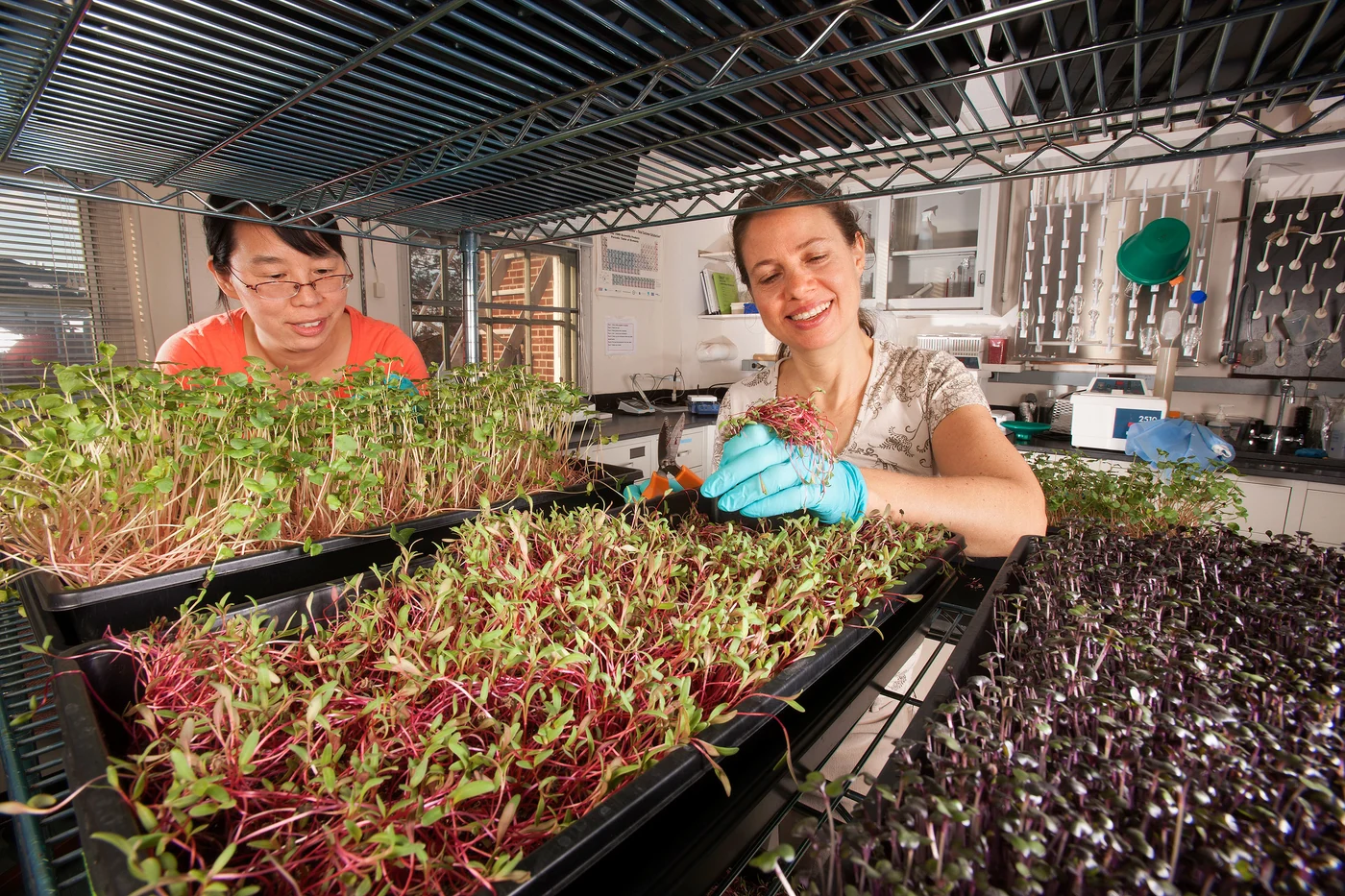 Visiting scientist Liping Kou and technician Ellen Turner harvest microgreens for studies of nutrients and shelf life.